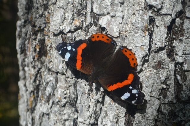Прощальный привет осени: в алтайском заповеднике запечатлели позднюю бабочку-адмирала - Вечерний Барнаул, 05.11.2025