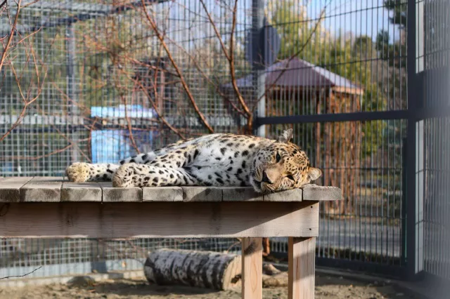 Барнаульские мамы смогут бесплатно посетить зоопарк «Лесная сказка» 30 ноября - Вечерний Барнаул, 19.11.2025