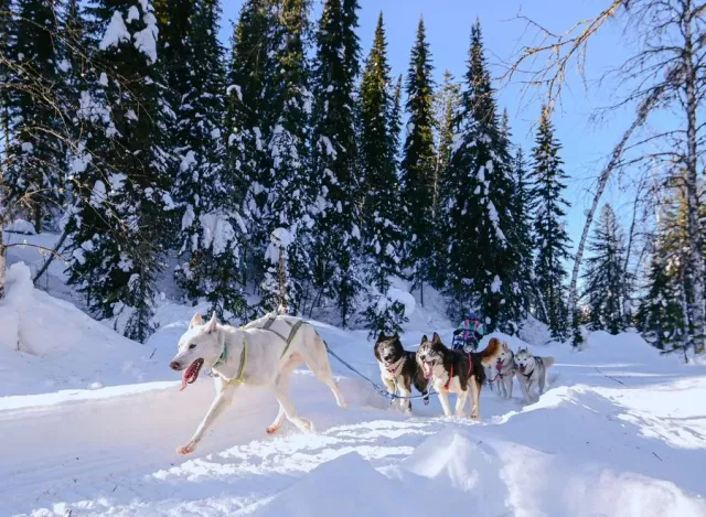 Сбежавший Карась: как барнаульский каюр Иван Тимонин стал победителем Кубка Горной Шории - Вечерний Барнаул, 03.03.2026