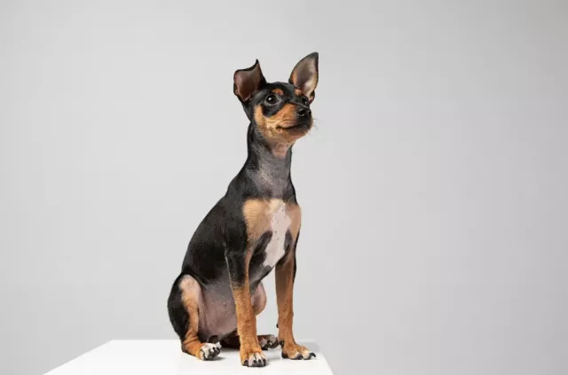 Жителям Барнаула напоминают об обязательной регистрации домашних собак - Вечерний Барнаул, 13.03.2026