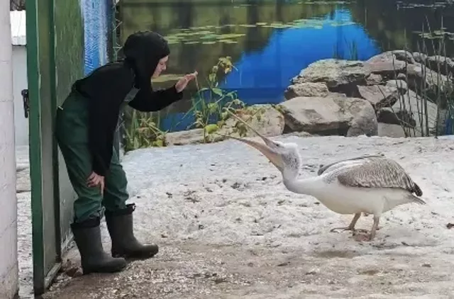 Пеликан из барнаульского зоопарка стал главарём вольера с гусями и лебедями - Вечерний Барнаул, 05.04.2026