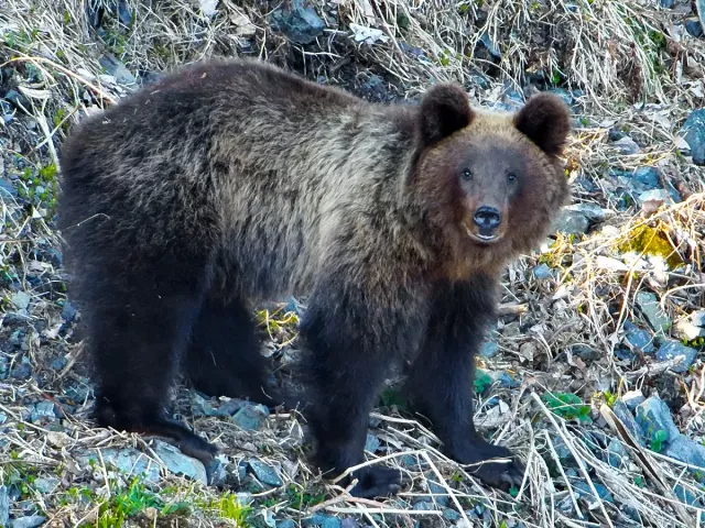 Бурые медведи в алтайском заповеднике после зимы гуляют по солнечным склонам - Вечерний Барнаул, 06.04.2026