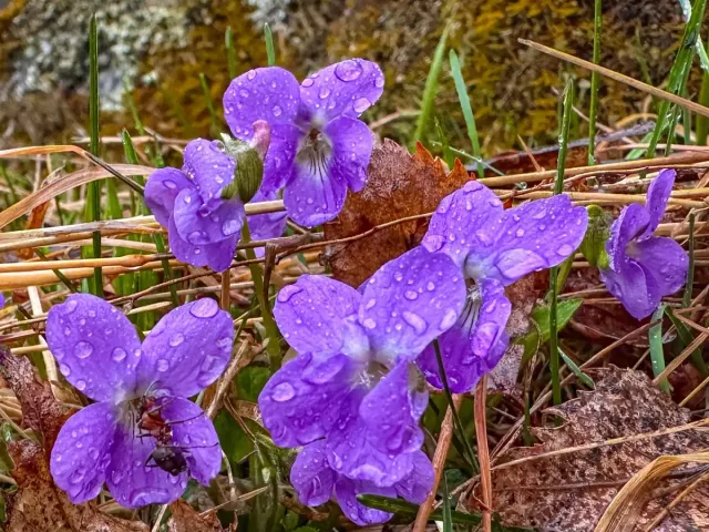 Весна идёт: эстафета первоцветов проходит на прителецких берегах алтайского заповедника - Вечерний Барнаул, 13.04.2026