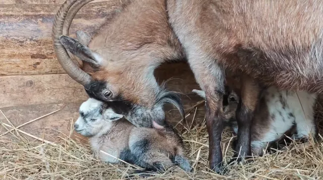 Козлятушки-ребятушки: в барнаульском зоопарке очередное пополнение - Вечерний Барнаул, 14.04.2026