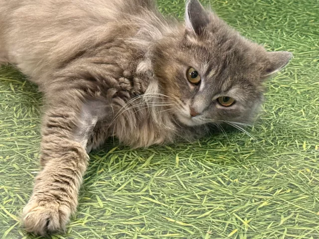 Красота спасёт кота: как барнаульские студенты на практике помогают животным найти дом - Вечерний Барнаул, 14.04.2026