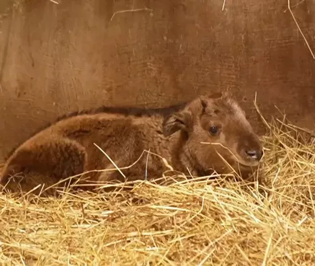 В Новосибирском зоопарке у единственной в России пары золотистых такинов родился детёныш - Вечерний Барнаул, 15.04.2026