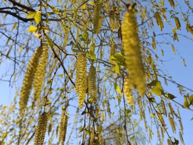В Барнауле днём 30 апреля температура воздуха составит +25 градусов - Вечерний Барнаул, 30.04.2026