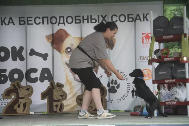 С документами о дворянстве: фестиваль красивых и талантливых беспородных псов проходит в барнаульском парке - Вечерний Барнаул, 11.07.2026