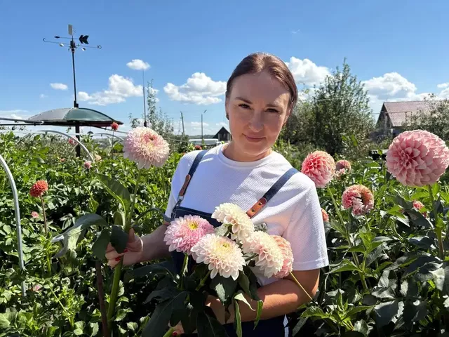 Жительница Барнаула на своём участке выращивает десятки сортов георгинов - Вечерний Барнаул, 23.08.2026