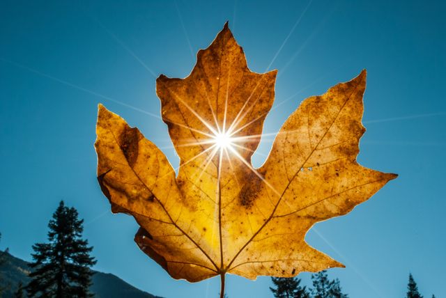 3 октября в Барнауле днём температура воздуха составит +21 градус - Вечерний Барнаул, 03.10.2026