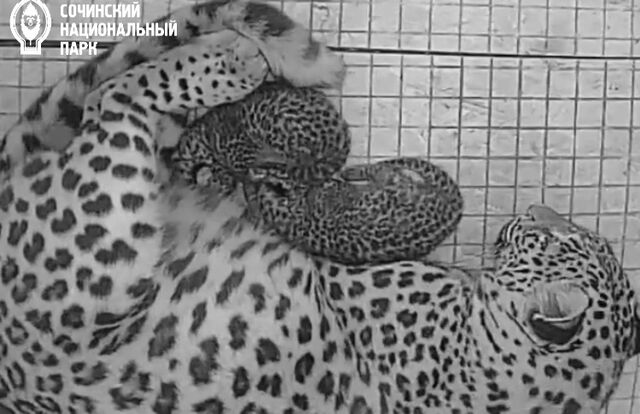В Центре восстановления леопарда на Кавказе родились двое котят - Sochi24.tv – сочинский городской интернет-портал, 17.05.2025