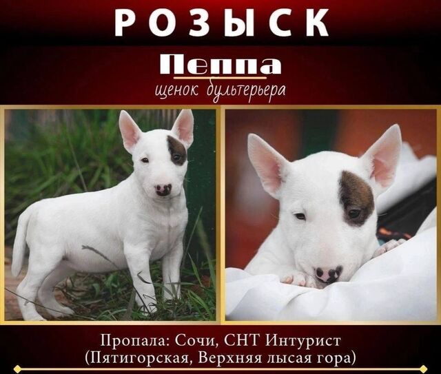 Фигурантку дела о краже в Сочи бультерьера Пепы нашли в Петербурге - Sochi24.tv – сочинский городской интернет-портал, 17.09.2025