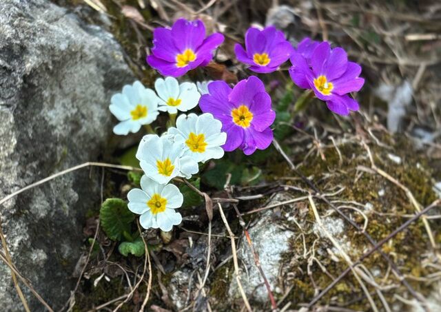 Кандык, морозник и подснежник: сочинский лес раскрыл свои первые краски - Sochi24.tv – сочинский городской интернет-портал, 28.02.2026
