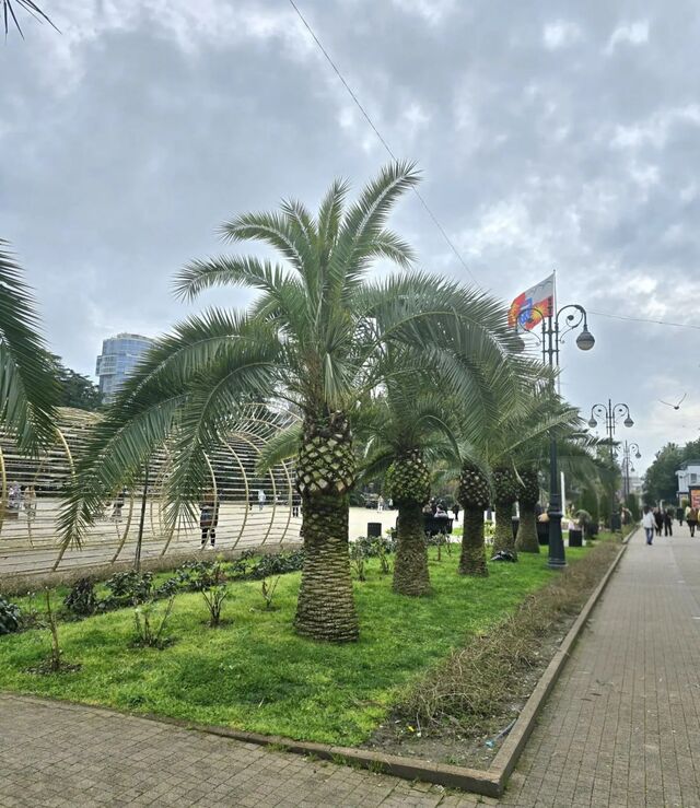 В Сочи ведется санитарная очистка пальм - Sochi24.tv – сочинский городской интернет-портал, 25.03.2026