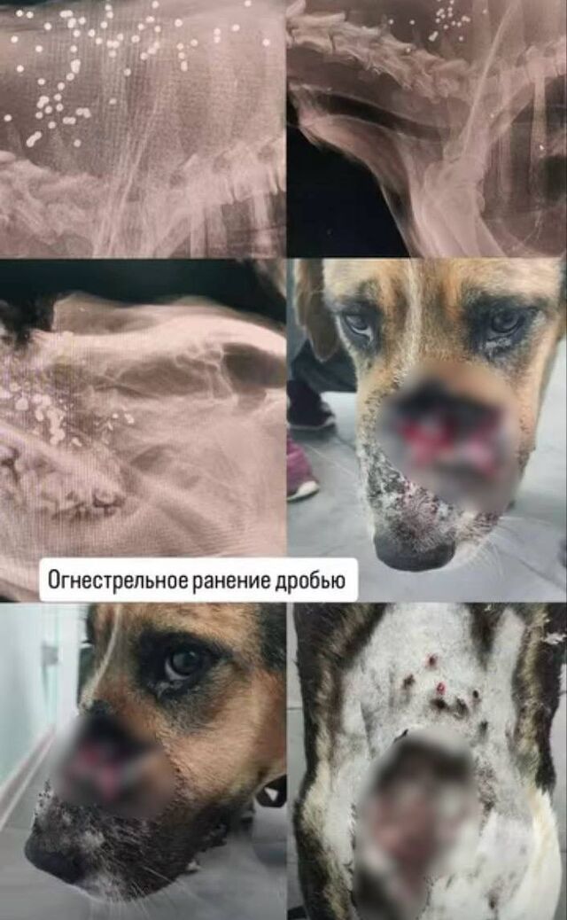 Жители Сочи требуют найти стрелявшего по стерилизованным собакам - Sochi24.tv – сочинский городской интернет-портал, 25.03.2026