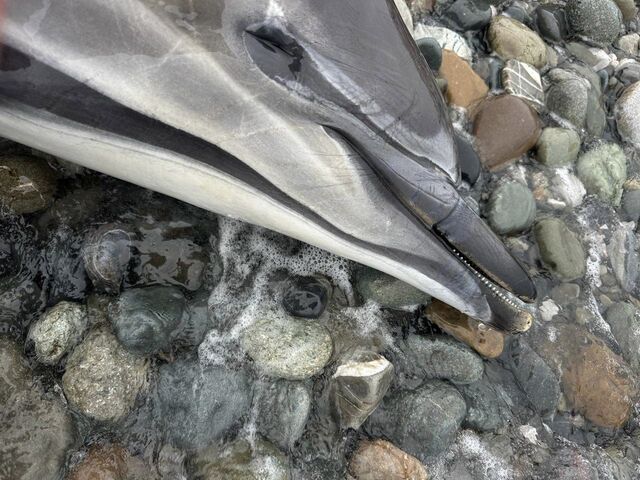 С начала марта на побережье от Тамани до Сириуса нашли 132 погибших дельфина С начала марта на побережье от Тамани до Сириуса нашли 132 погибших дельфина - Sochi24.tv – сочинский городской интернет-портал, 11.04.2026