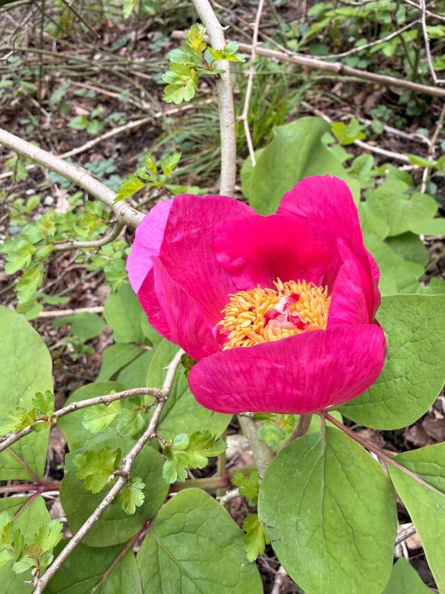 Увидеть и не тронуть: два главных краснокнижных сокровища Сочи — пион и кирказон - Sochi24.tv – сочинский городской интернет-портал, 12.04.2026