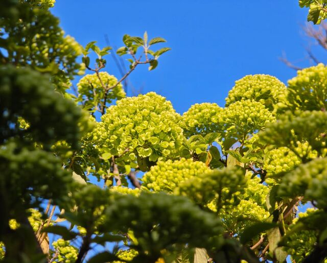 В Сочи в Дендрарии зацвела калина-«гортензия» и зажужжали душистые кустарники - Sochi24.tv – сочинский городской интернет-портал, 17.04.2026