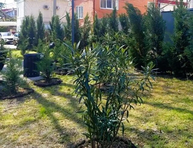 В Лазаревском районе Сочи высадили первые 130 растений по программе озеленения - Sochi24.tv – сочинский городской интернет-портал, 17.04.2026