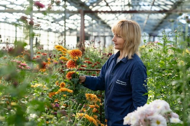 186 сортов и 2085 образцов: Сочи становится центром цветочного импортозамещения - Sochi24.tv – сочинский городской интернет-портал, 22.04.2026