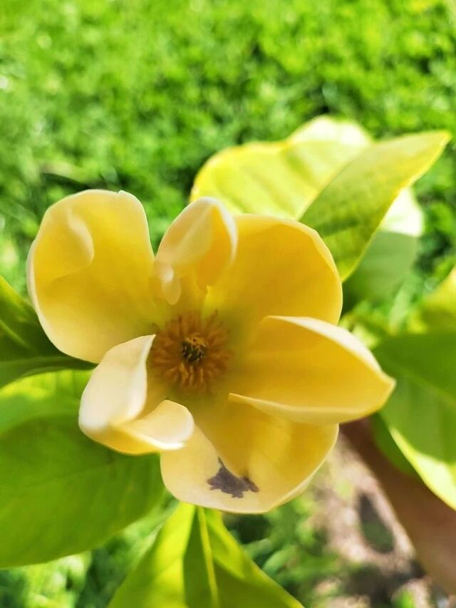 Новая звезда дендропарка: в Сочи зацвела магнолия, которую ждали несколько лет - Sochi24.tv – сочинский городской интернет-портал, 30.04.2026