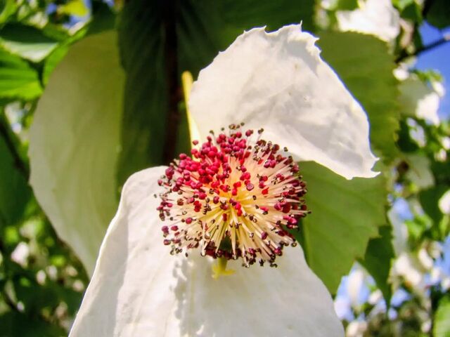 Как крылья голубей: в Сочи зацвело редкое «платочковое дерево» - Sochi24.tv – сочинский городской интернет-портал, 30.04.2026