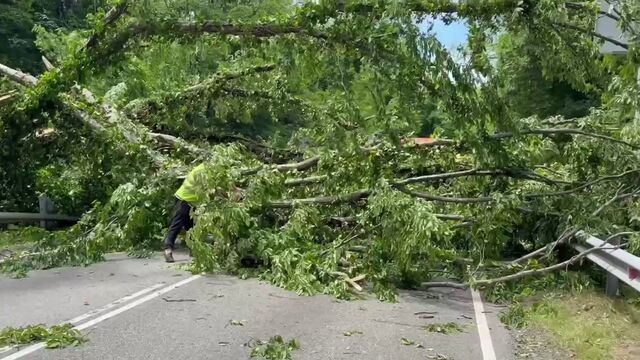 На трассе Джубга — Сочи упавшее дерево полностью перекрыло движение в районе Магри - Sochi24.tv – сочинский городской интернет-портал, 29.05.2026