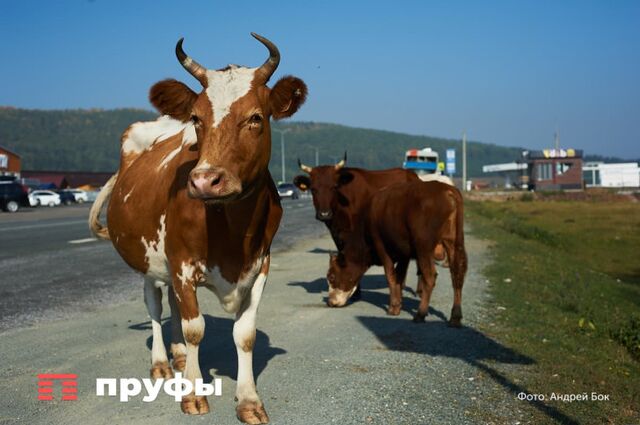 "В Башкирии его не осталось": жители республики покупают молоко из Татарстана и Удмуртии - Пруфы.рф , 22.11.2024