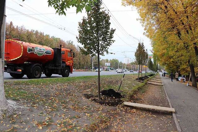 Почему чиновники Уфы закупают деревья-саженцы в 3 раза дороже, чем в Питере - Пруфы.рф , 26.07.2025