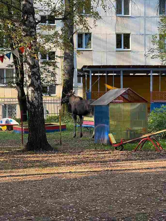 В Уфе лось наведался в детский сад - Пруфы.рф , 19.09.2025