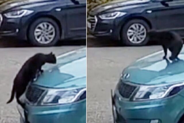 В Башкирии кот оторвал госномер от автомобиля - Пруфы.рф , 02.11.2025