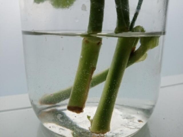 Укоренение роз осенью без теплиц и подоконников: лайфхак, который сэкономит вам тысячи рублей - Пруфы.рф , 02.11.2025