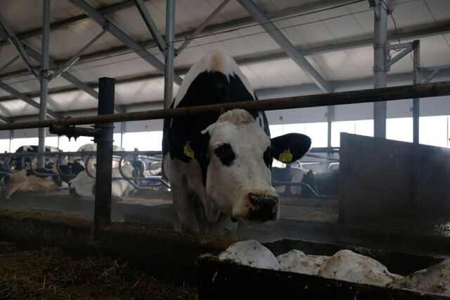 "Беларусь всю Россию обеспечивает молоком?": фермеры из Татарстана жалуются на избыточные требования к сельхозпроизводителям - Пруфы.рф , 07.11.2025