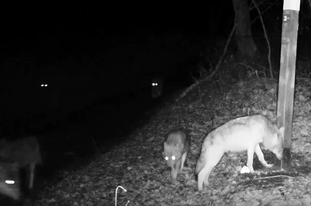 На фоне сообщений о росте популяции волков нацпарк Башкирии показал их семейство в лесу - Пруфы.рф , 19.11.2025