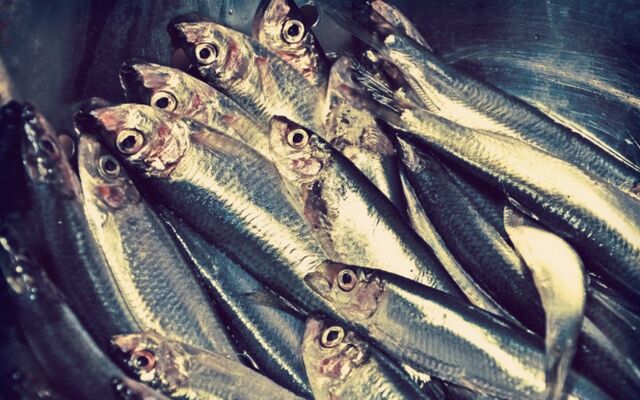 Страна совхозов, а мясо — дефицит: почему на прилавках магазинов СССР сложно было найти этот продукт - Пруфы.рф , 23.02.2026