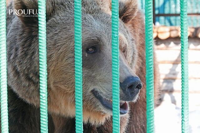На сноубордиста в заповеднике Башкирии напал медведь - Пруфы.рф , 23.02.2026