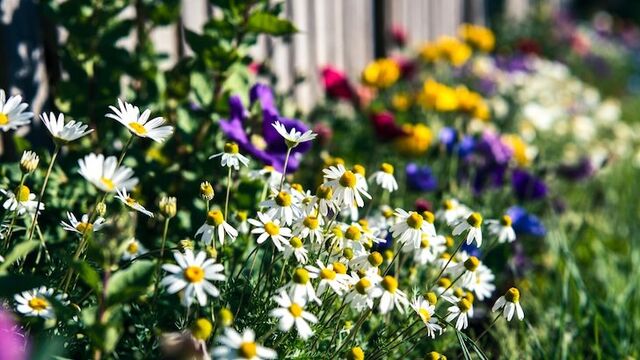 Посадила волшебный многолетник вдоль забора — клещей в саду не видать: природный "щит" от кровососов работает лучше химии - Пруфы.рф , 06.03.2026