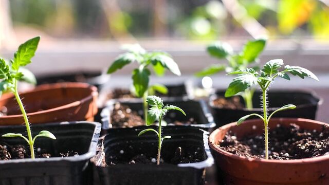 Когда сеять томаты и перцы на рассаду в 2026 году: названы лучшие дни - Пруфы.рф , 06.03.2026