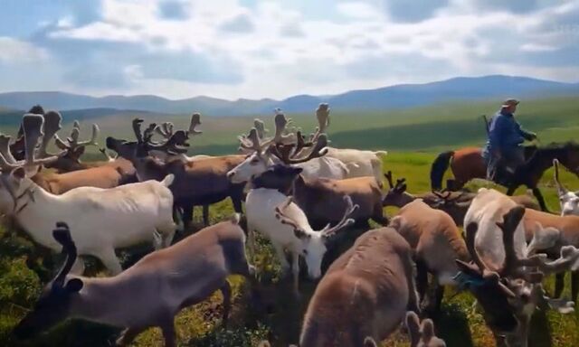 Оленей в России — море, а мяса "кот наплакал": почему так происходит Оленей в России — море, а мяса "кот наплакал": почему так происходит - Пруфы.рф , 16.04.2026