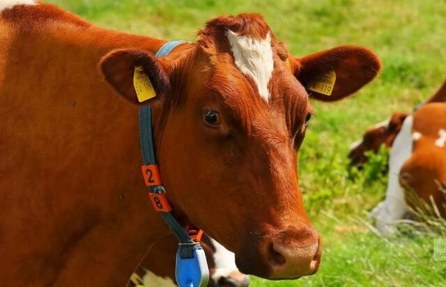 Какую скотину на Руси ценили больше коровы: идеальный старт для бизнеса в РФ - Пруфы.рф , 24.04.2026