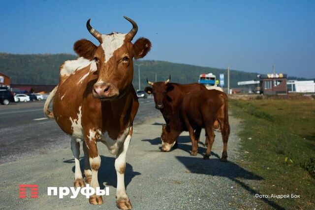 В Башкирии пытаются продать стадо коров — торги стартовали с 2,8 млн - Пруфы.рф , 10.05.2026