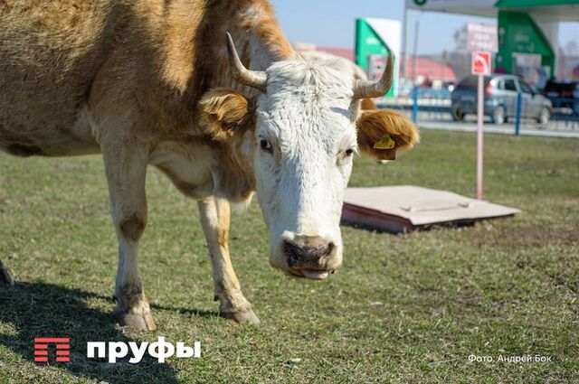 Жителей Башкирии предупредили о карантине из-за бешенства - Пруфы.рф , 16.05.2026