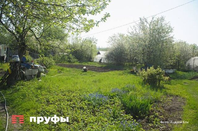 Откуда в России столько борщевика и почему в Европе он не стал катастрофой - Пруфы.рф , 26.05.2026