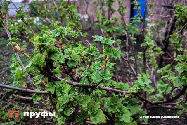 Уход за смородиной в начале июня: получаю богатый урожай за пару шагов - Пруфы.рф , 30.05.2026