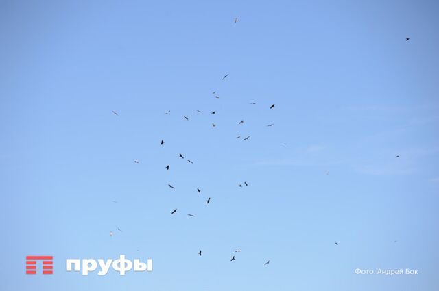 В Башкирии объявлен режим ракетной опасности: жителей призвали к бдительности - Пруфы.рф , 23.06.2026