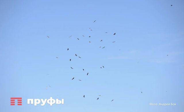 Массированная атака на Ростовскую область: пострадали дети, атакован склад Ozon - Пруфы.рф , 29.08.2026